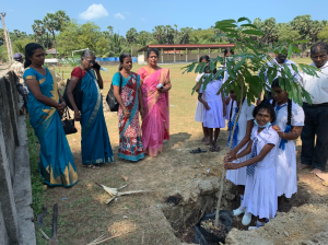 காரை இந்து மைதானத்தில் நிழல் தரும் மரங்கள் நாட்டப்பட்டன!  |04.04.2022